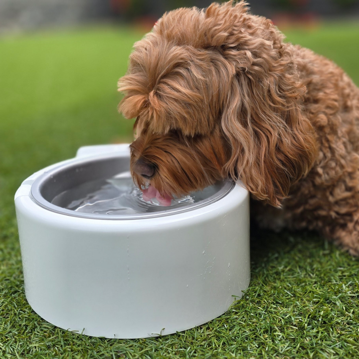 brown dog is drinking from white cool bowl