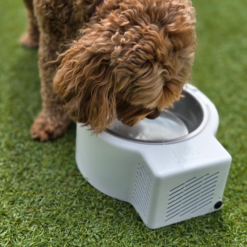 dog drinking from cool bowl