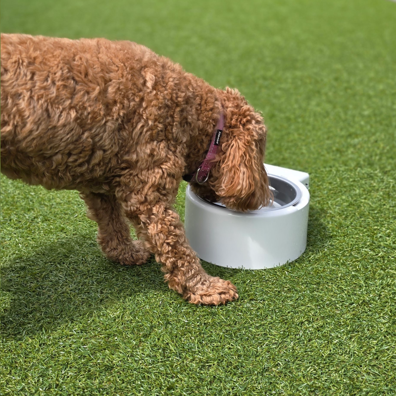 the dog is enjoying fresh cool water from cool bowl